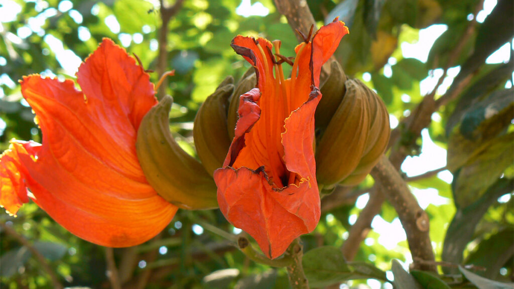 Palash Flower in Hindi