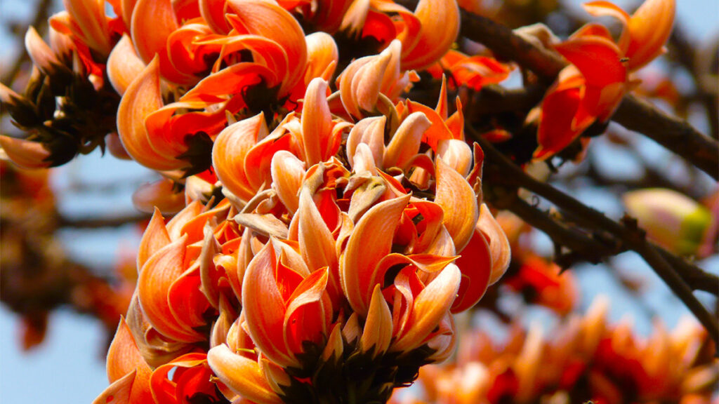 Palash Flower Benefits in Hindi